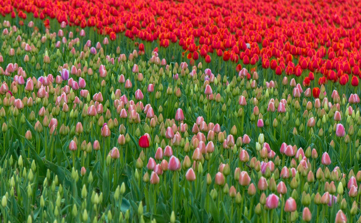 Things are coming up Tulips! #tulips #TulipFever #sharechilliwack #TULIPSoftheVALLEY