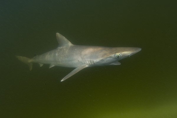 CuteSharksBot's tweet image. Atlantic Sharpnose Shark
