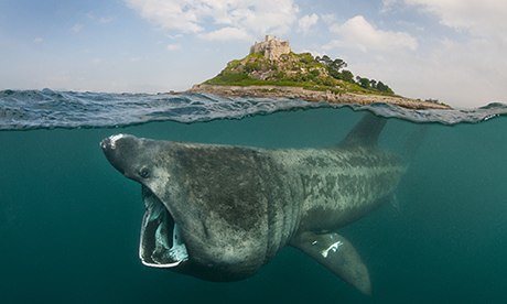CuteSharksBot's tweet image. Basking Shark