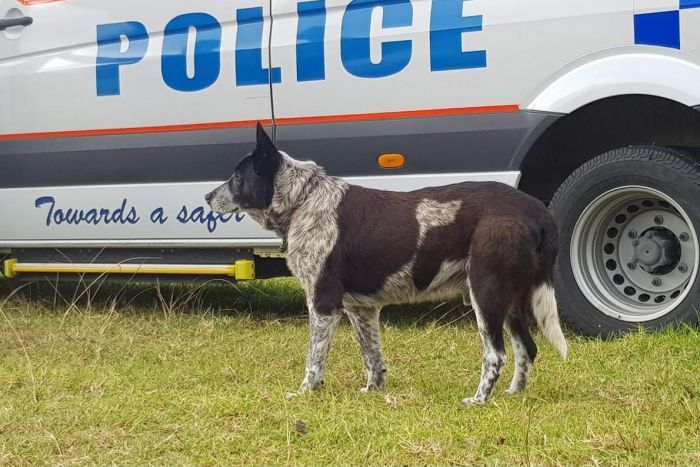 perro protege a una niña perdida