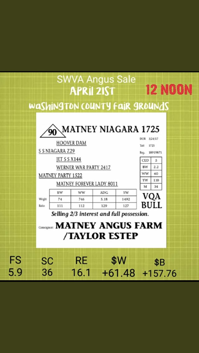 MatneyFarm's tweet photo. @SelectSiresBeef noted that 7AN388 NIAGARA was selected as “Get-of-Sire” at the Indiana Beef Evaluation program for the 4th year in a row” #newrecord . Don’t miss out on this opportunity to add a great #angusbull to your herd. #blackangus #angusbeef #cowsale #bullsale #Angus https://t.co/Zor2o9MGcj