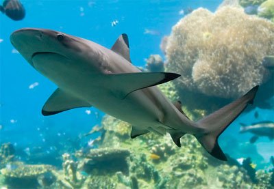 CuteSharksBot's tweet image. Blacktip Reef Shark