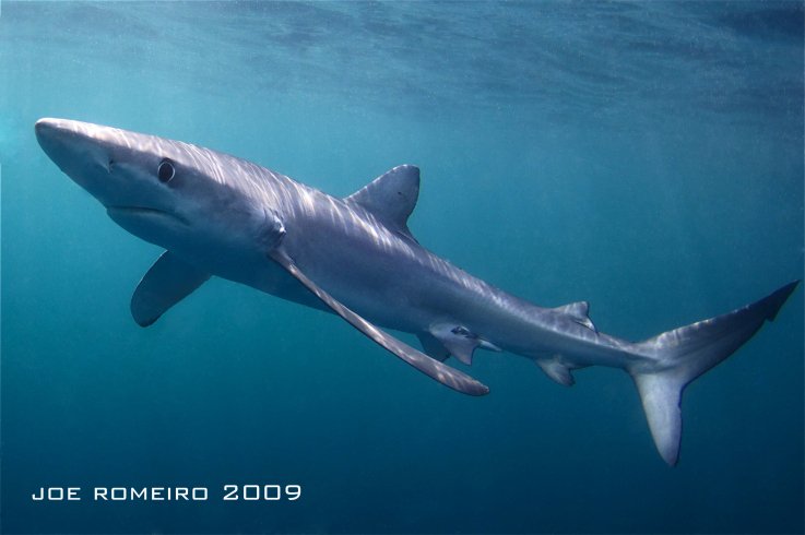 CuteSharksBot's tweet image. Blue Shark