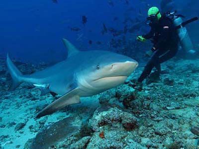 CuteSharksBot's tweet image. Bull Shark