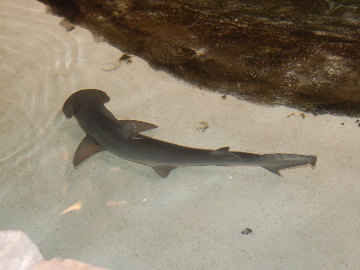 CuteSharksBot's tweet image. Bonnethead Shark