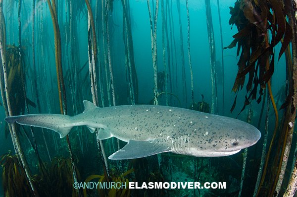 CuteSharksBot's tweet image. Broadnose Sevengill Shark