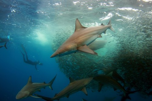 CuteSharksBot's tweet image. Copper Sharks