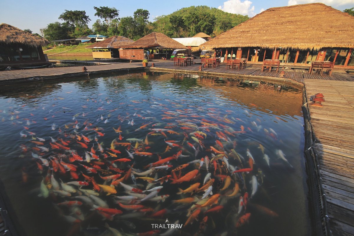 TrailTrav's tweet photo. วันพักผ่อนของแอดมิน @TrailTrav  พาตัว พาใจ มาลอยแพ สุดท้ายนั่งชิลๆ สั่งปลาให้ว่ายวนไป มันก็ตอบกลับมาว่า คร้าฟฟฟ แล้วว่ายวนกัน เอ้ออ!! นี่ปลาดี หรือเราพี้ยน น่าจะอย่างหลัง
#รักษ์น้ำรีสอร์ท #กาญจนบุรี #รีวิวกาญจนบุรี #ReviewThailand #trailtrav #livewhatyoulove https://t.co/sk98BWASrn