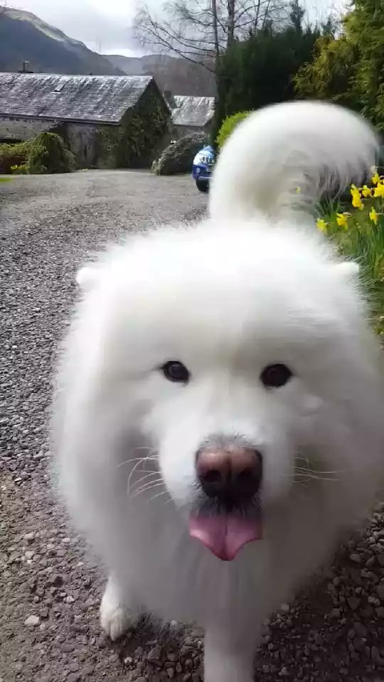 Oddballworld's tweet photo. I just wanna be your Friend says freddy the dog @Vigo Video.USA @Roncjunior https://t.co/5JQ0cAUCk0 https://t.co/EMzLxy86Ye