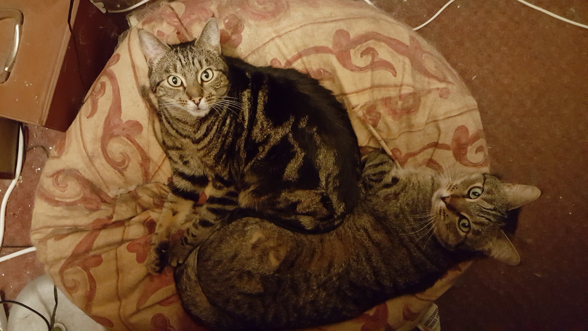 Happy birthday to The Cure\s Robert Smith.

Love, cats. 