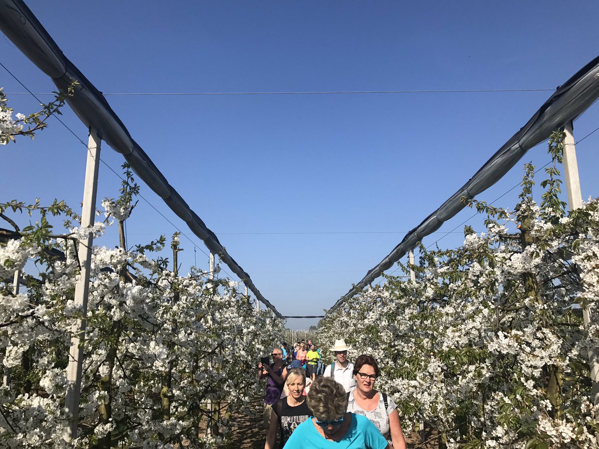 bvdveken's tweet photo. Kuieren door de kersenbloesem #bloesemtocht #bloesem #debelgendoenookmee #betuwe #zaligweer #zon https://t.co/at0wQzt5tY