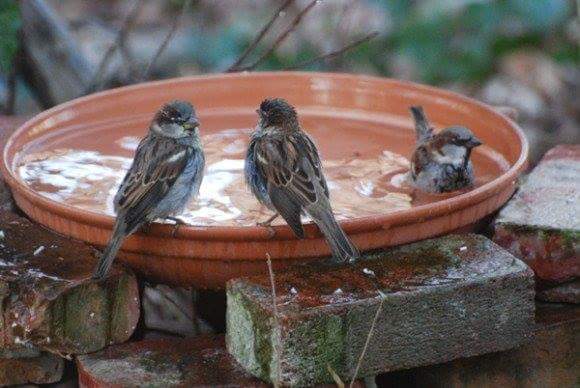 parulmeet's tweet photo. Gurmeetramrahim: #MSGrequest Provide water for birds &amp; animals and arrange safe places of stay for the physically challenged to save them from extreme heat." https://t.co/h2auFtuylm