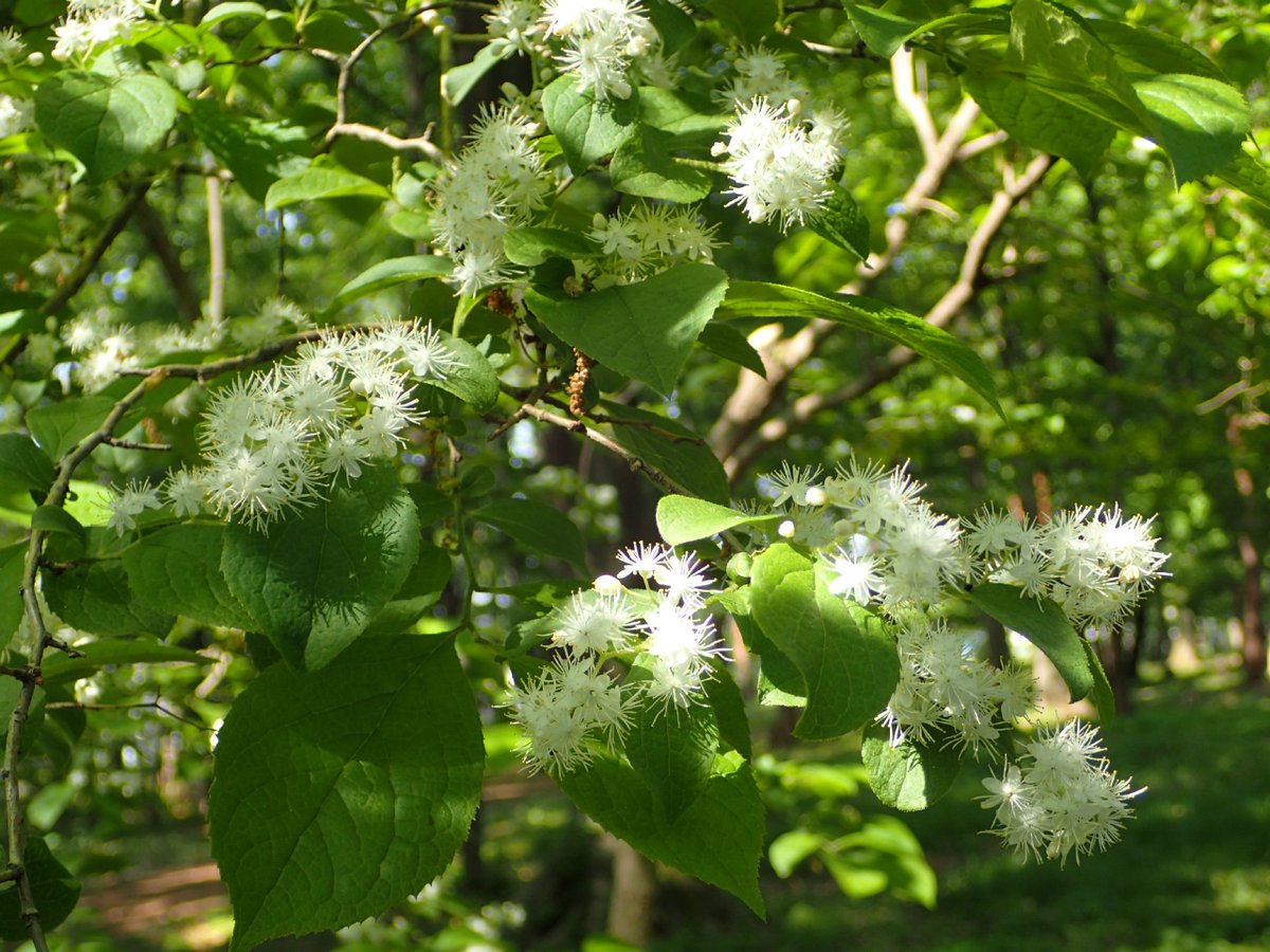 O Xrhsths 都立東村山中央公園 Sto Twitter 白いふわふわのかたまりに見えるのは サワフタギの花です 小さな花が丸い円錐形した長い雄しべが特徴です サワフタギ