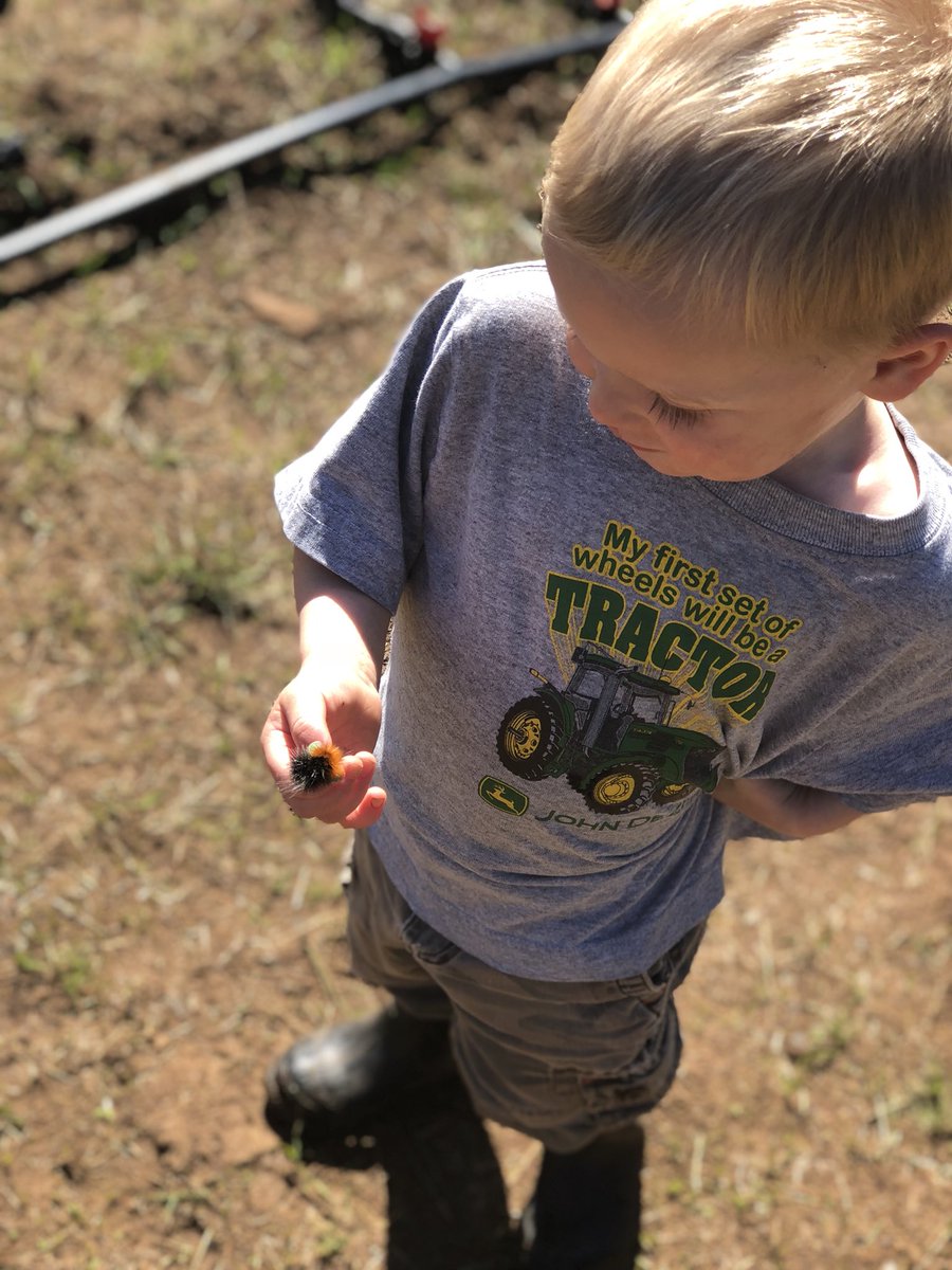 boxWfarms's tweet photo. One of our little farmers found a buddy while planting today. #Caterpillar #tinyhands #littlefarmer #homesteading #boxw https://t.co/jv0Zlzv9M1