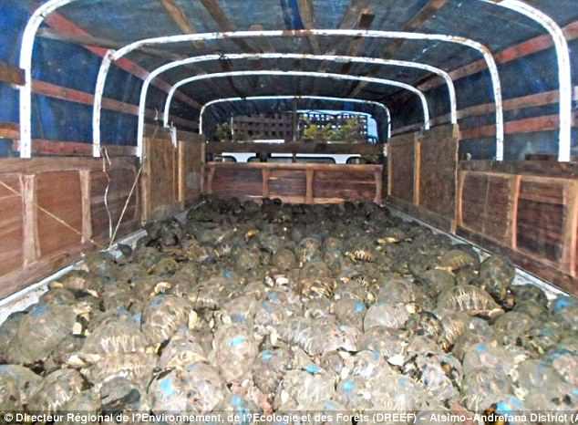 The price of illegal trade! Nearly 10,000 tortoises of varying sizes have been discovered crammed inside a two-storey house on the south-western coast of Madagascar.