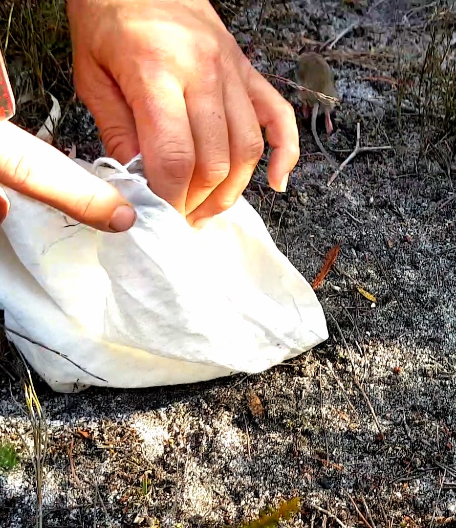 drmparrott's tweet photo. Success! Though this adorable little endangered #NewHollandMouse did not want to wait for her close up photo! Great little pink feet as she darts away though! @ZoosVictoria #WildlifeUnlimited #FightingExtinction #nativemouse https://t.co/7SgtQLpBr9