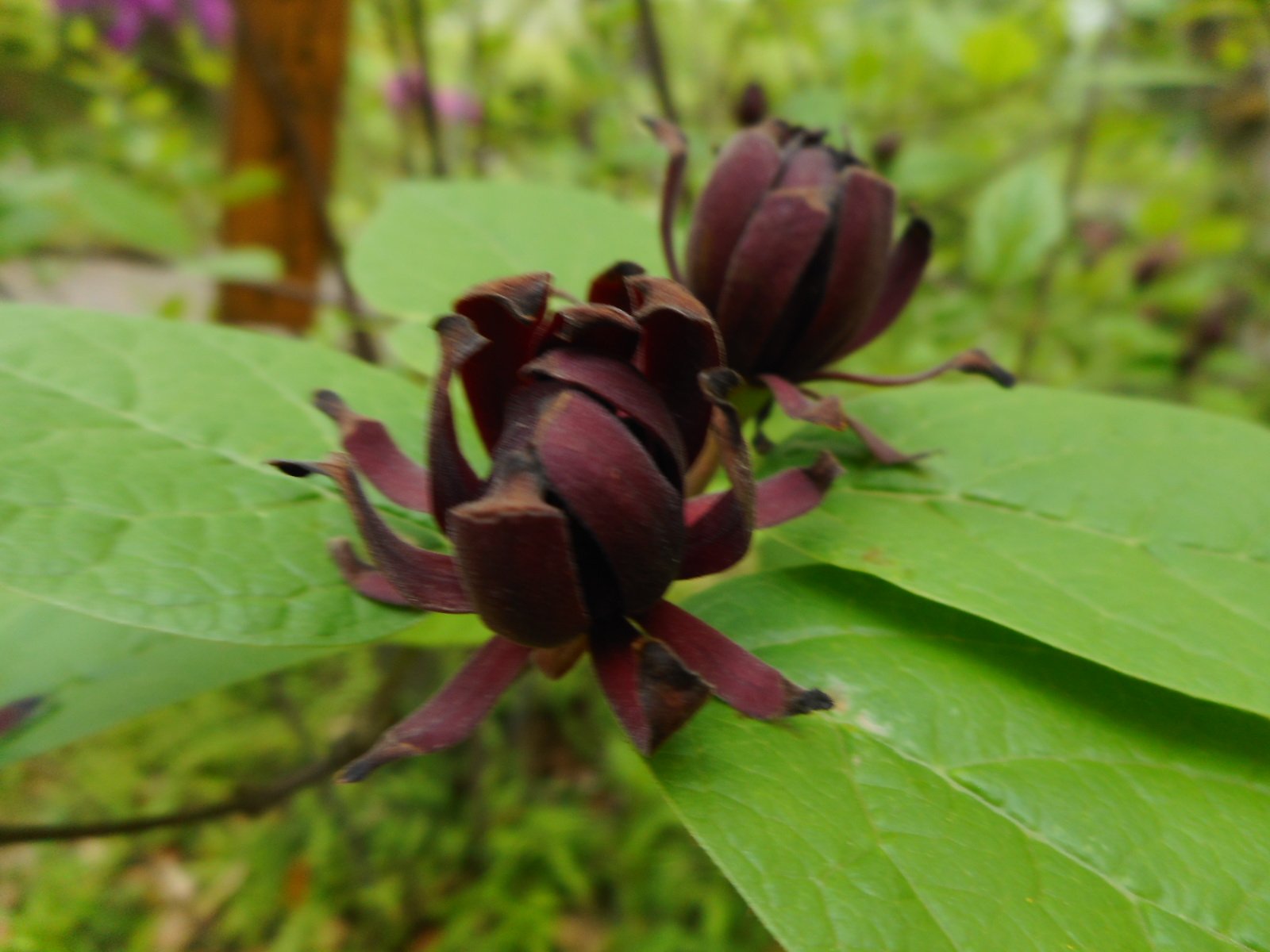 おりろは Twitterren 黒花蝋梅 クロバナロウバイ 初めて見る花 かっこいい花 クロバナロウバイ 向島百花園 T Co O8cdh0zdit Twitter