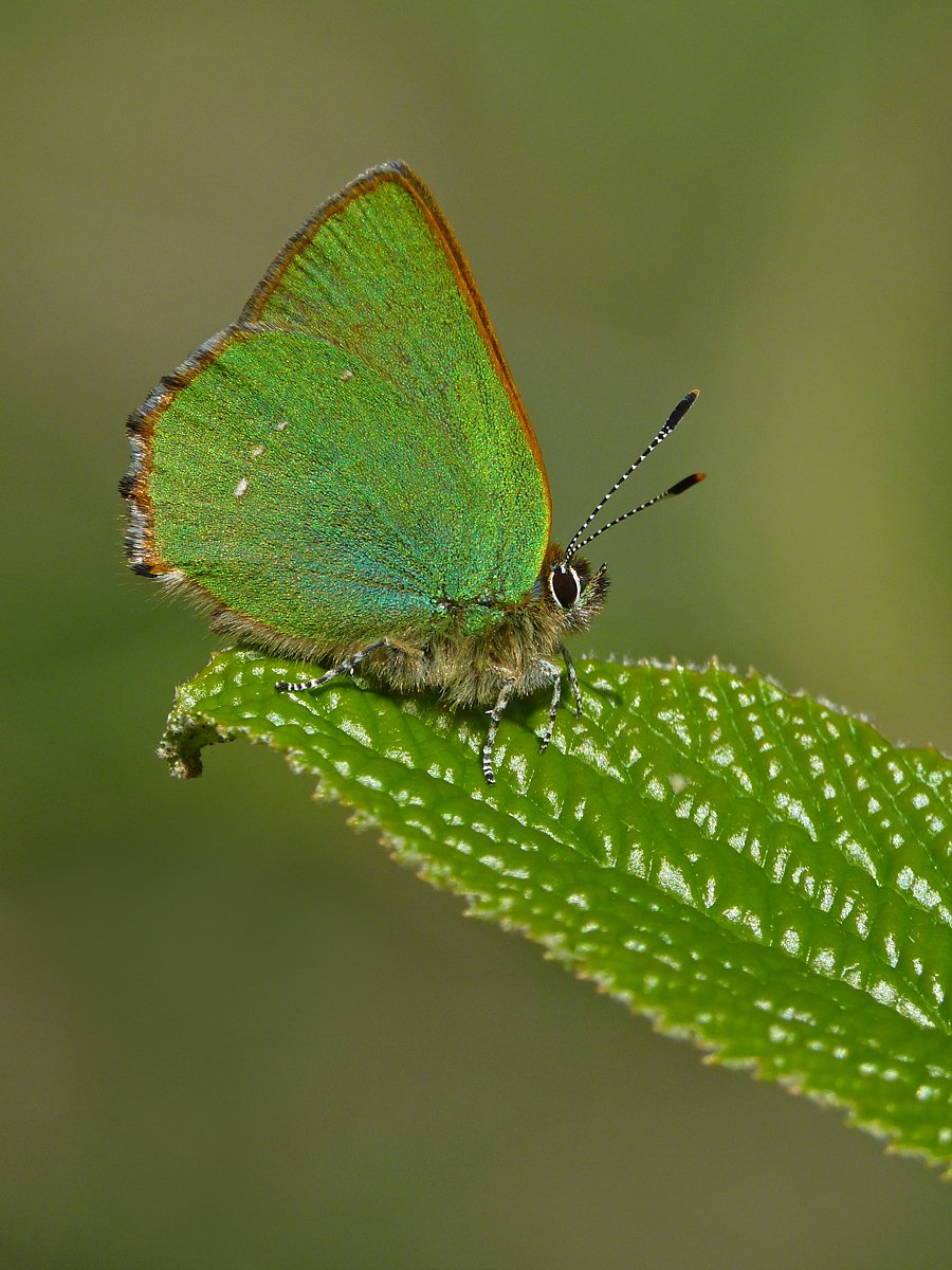 BcSussex's tweet photo. Green Party going on in the lower, scrubby part of #Brighton & Hove's Devil's Dyke beauty spot. Good numbers of Green Hairstreak sitting on the low bushes beside the main path. #SouthDowns #BC50th https://t.co/7dpOZLHIe1