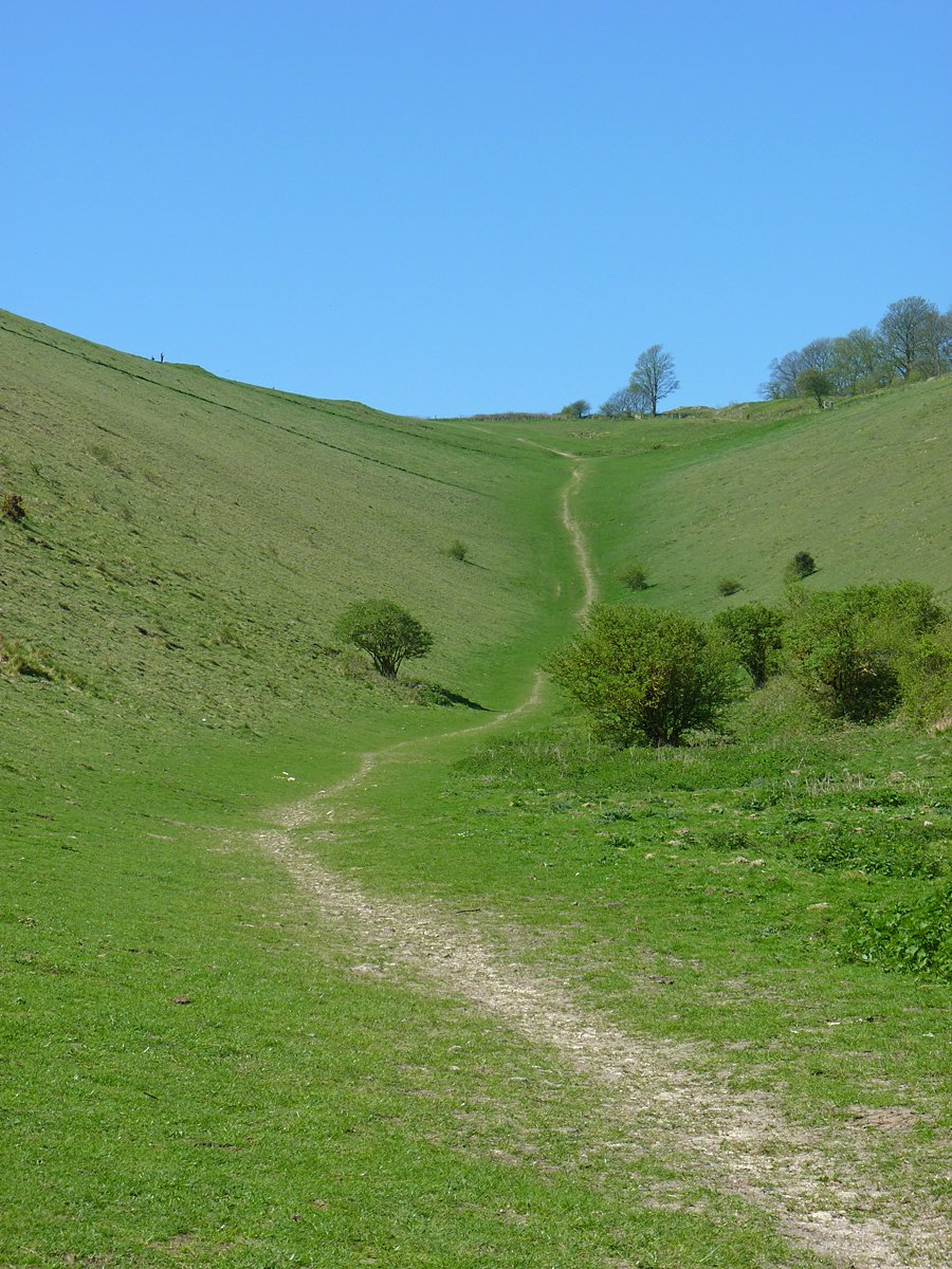 BcSussex's tweet photo. Green Party going on in the lower, scrubby part of #Brighton & Hove's Devil's Dyke beauty spot. Good numbers of Green Hairstreak sitting on the low bushes beside the main path. #SouthDowns #BC50th https://t.co/7dpOZLHIe1