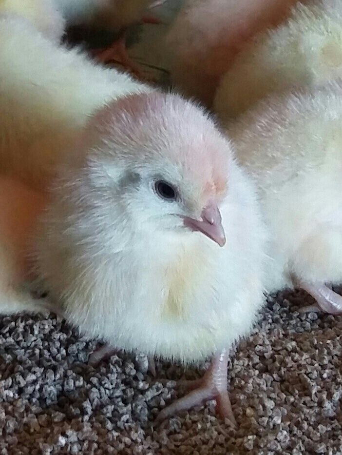 CacklebeanEggs's tweet photo. We have Babies 🐣🐥😍#CackleBean #Chicks #CackleberryFarm #ArlingtonWhites #IfYouCantFindUsWeAreInTheRearingShed #OurFavouritePart #Cotswolds #TheCotswolds https://t.co/z6FBv3uZNo