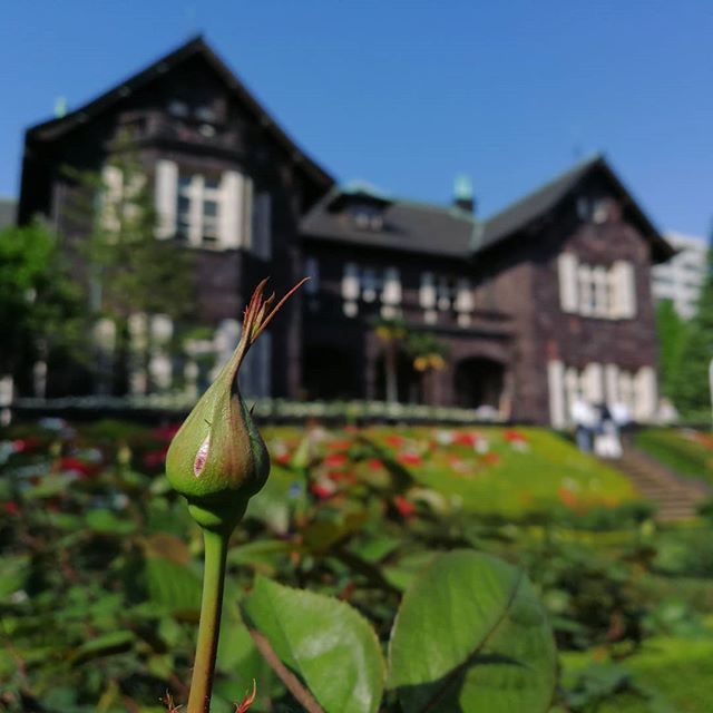tutti_gabbati's tweet photo. 薔薇には少し早かったようですが、これもまた良し。

#古河庭園 #garden #giardino #もうすぐ #frapoco https://t.co/H2lrc0JBQe https://t.co/093yw5G43s