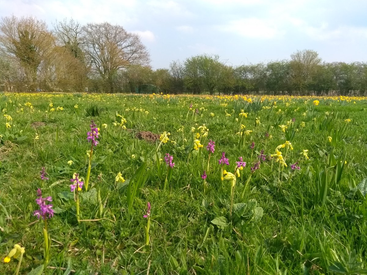 JennyA_Rawson's tweet photo. Stunning displays of Snake's-head fritillaries, early marsh orchid & cowslips @suffolkwildlife meadows #springflora https://t.co/X2oV4pPb3m