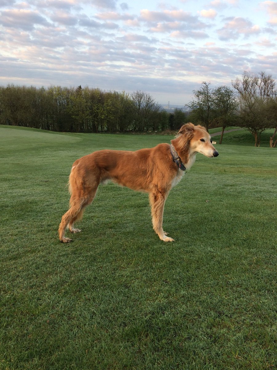 Course inspection with my old boy #dogs #greenkeeping