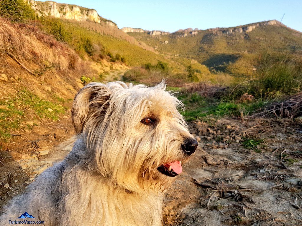 t_hunder_xazues's tweet photo. Paseo con Udi, el pastor vasco de Maitina #CasaMonaut https://t.co/tE6v3ISXwX