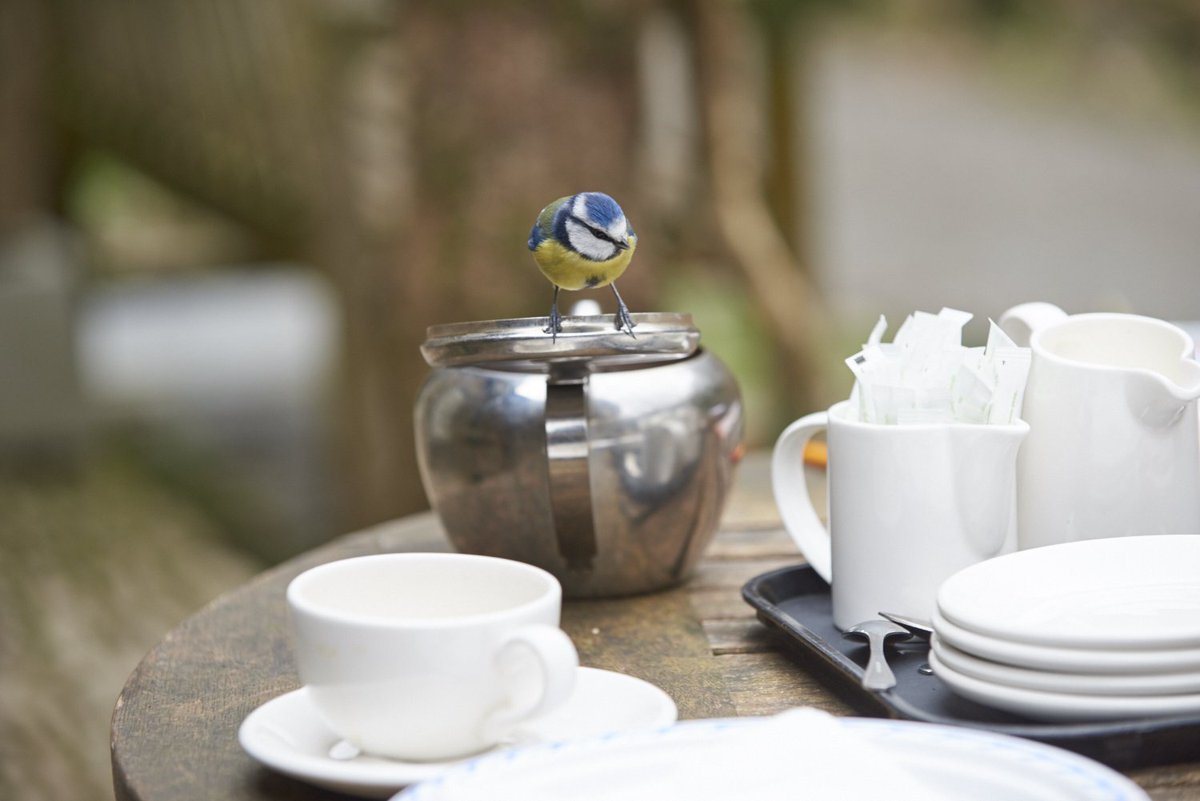 nationaltrust's tweet photo. It’s #NationalTeaDay – it’d be rude not to celebrate with a cuppa. Find a cosy café near you: https://t.co/vgnUj8USqi https://t.co/RbGx2NmNrw