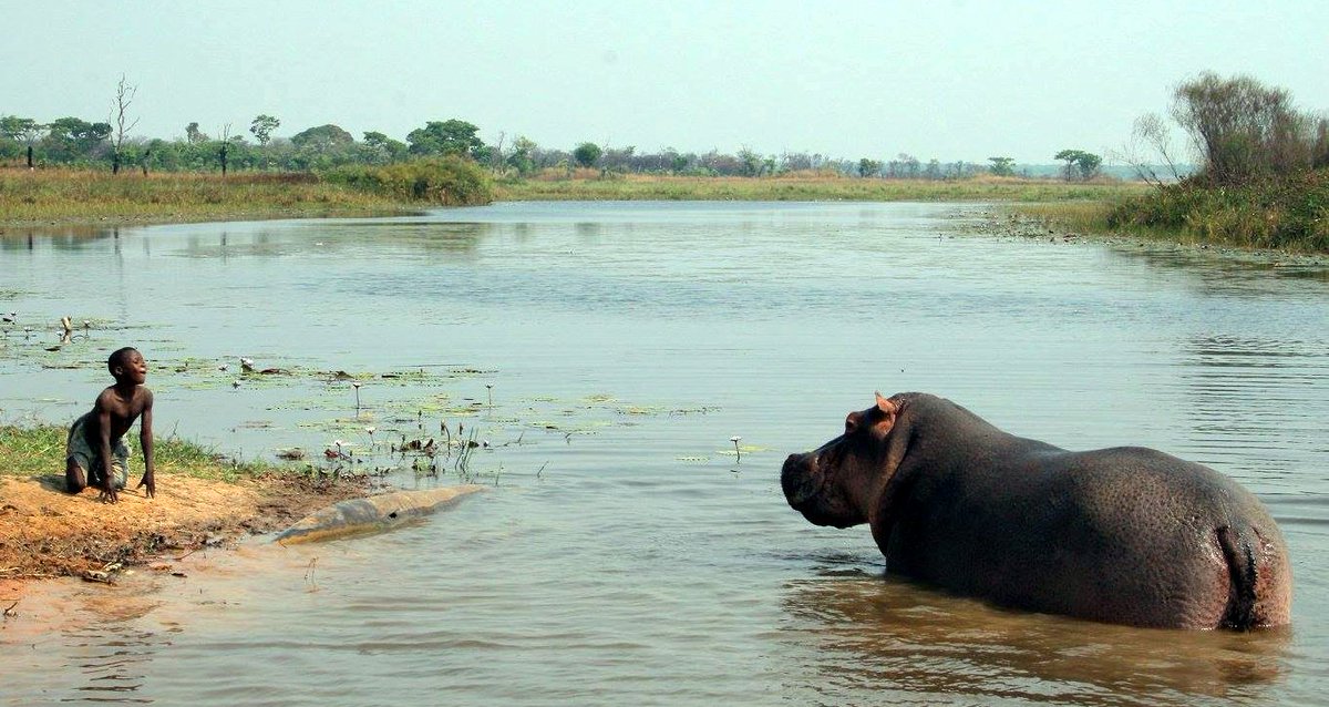 kayakthekwanza's tweet photo. This doesn't look like a good idea! Kid playing with #hippo on River Cuque, Cangandala, #Angola. Image courtesy of https://t.co/VZiVPKBFXm. Find out about our close encounters with hippos in our new book about our 1,300km expedition along River Kwanza: https://t.co/m7SbL5c4nL https://t.co/Jmt0jL8wKY