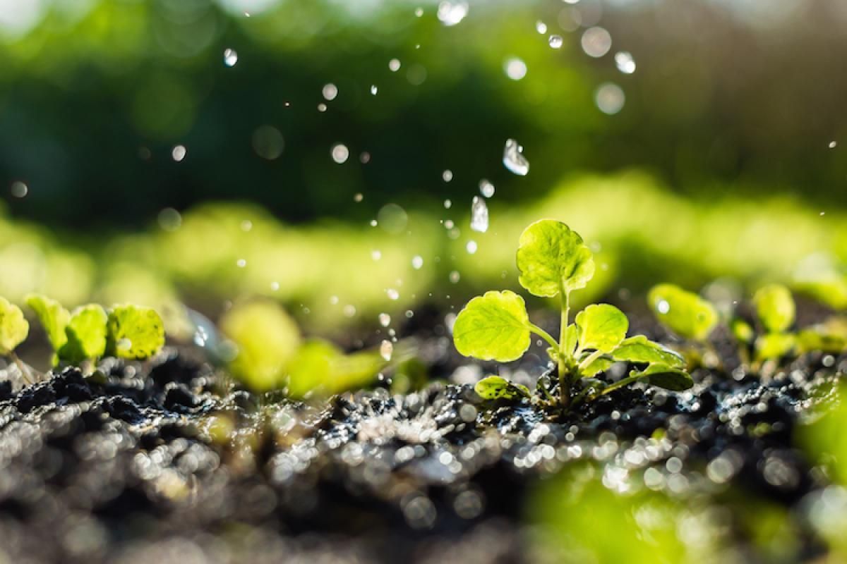 latelier's tweet photo. Le #robot RAPID aidera les agriculteurs à pallier le manque d'eau et de main d'oeuvre https://t.co/AS5X6hI3Si #Agtech #Prospective #Greentech https://t.co/1ZxGuYei7m