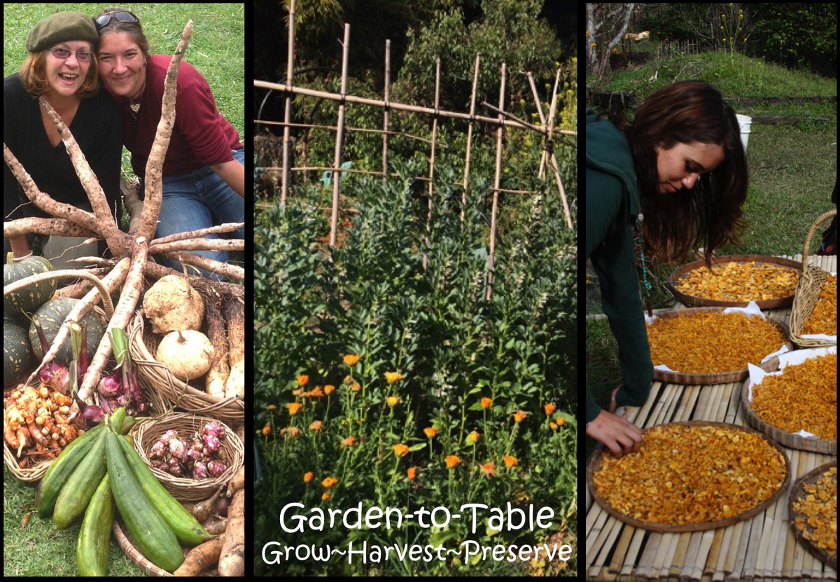 Robyn Francis (@permacultureed) on Twitter photo The ultimate food security course: organic food production & preserving the harvest. Garden to Table 7-week course and internship at Djanbung Gardens Permaculture with Robyn Francis <a href="/PermacultureEd/">Robyn Francis</a> . tinyurl.com/y7rjxgbj The ultimate food security course: organic food production & preserving the harvest. Garden to Table 7-week course and internship at Djanbung Gardens Permaculture with Robyn Francis <a href="/PermacultureEd/">Robyn Francis</a> . tinyurl.com/y7rjxgbj