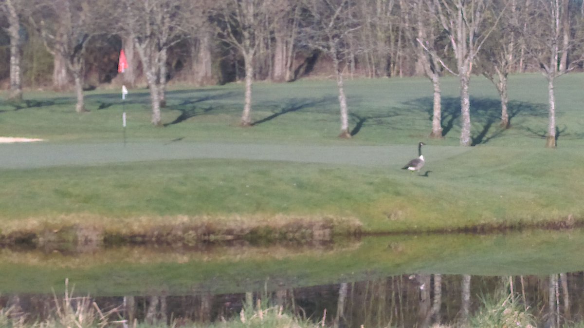 Course_Status's tweet photo. Morning 
New pitching area beside putting green now open. 
Please observe signage and use divot mix provided. 
New visitor to the pond at the 12th this morning. https://t.co/VjFDFbiBZM
