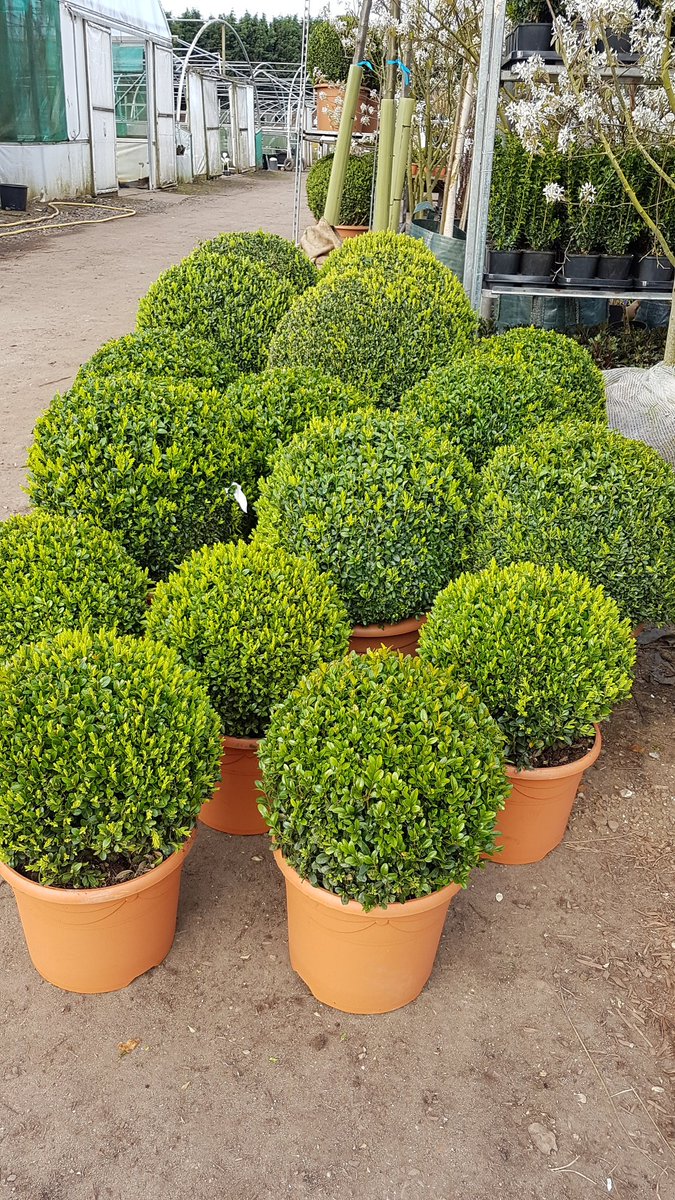 We have some fantastic quality Buxus balls and cones in stock now.  
#buxus #topiary #plantsforliving