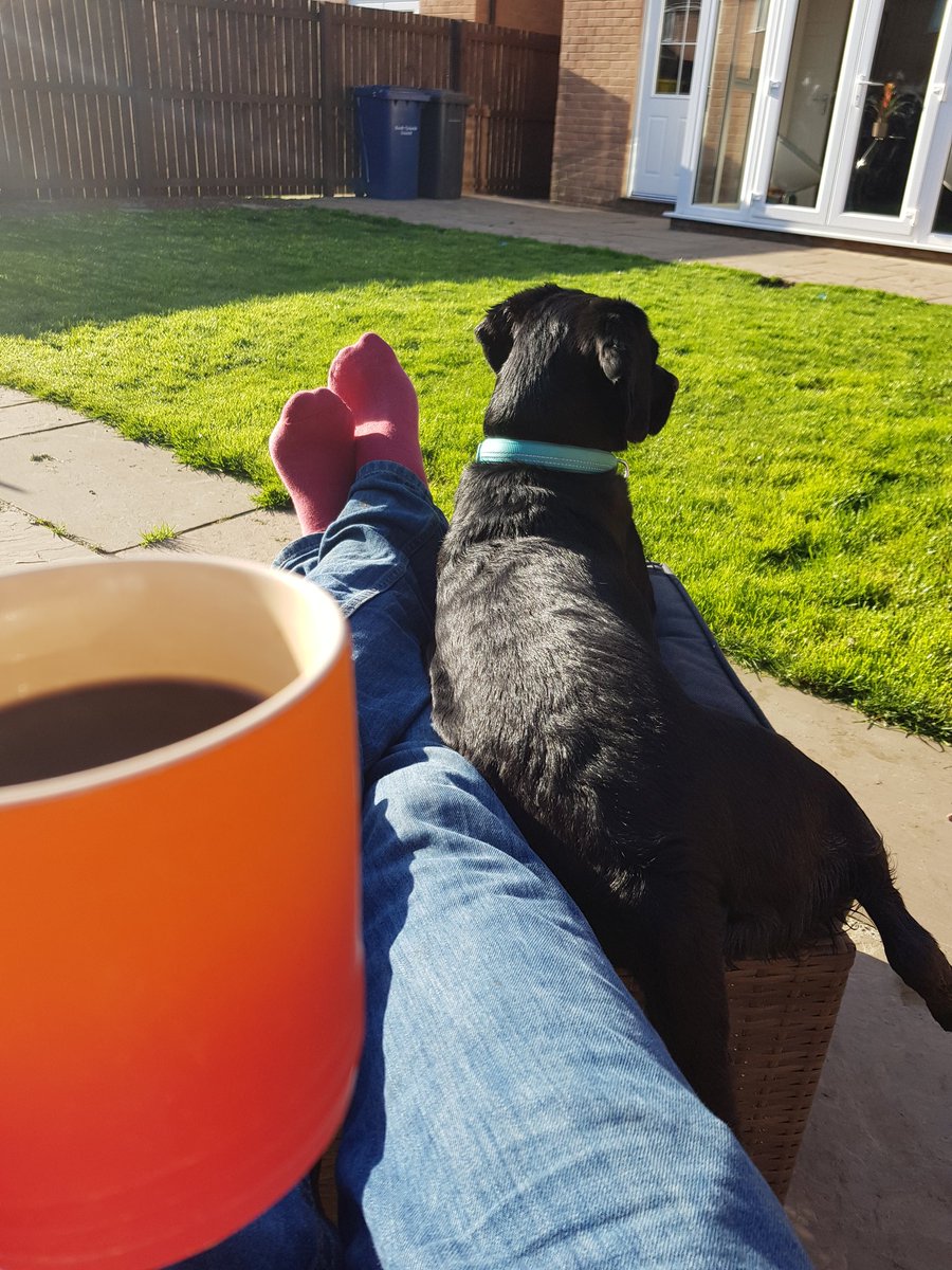 skychaserhigh79's tweet photo. Early morning walk in the sunshine makes a nice change back home for a chill in the garden. #dogsoftwitter #spanador https://t.co/FJTKNupcn3