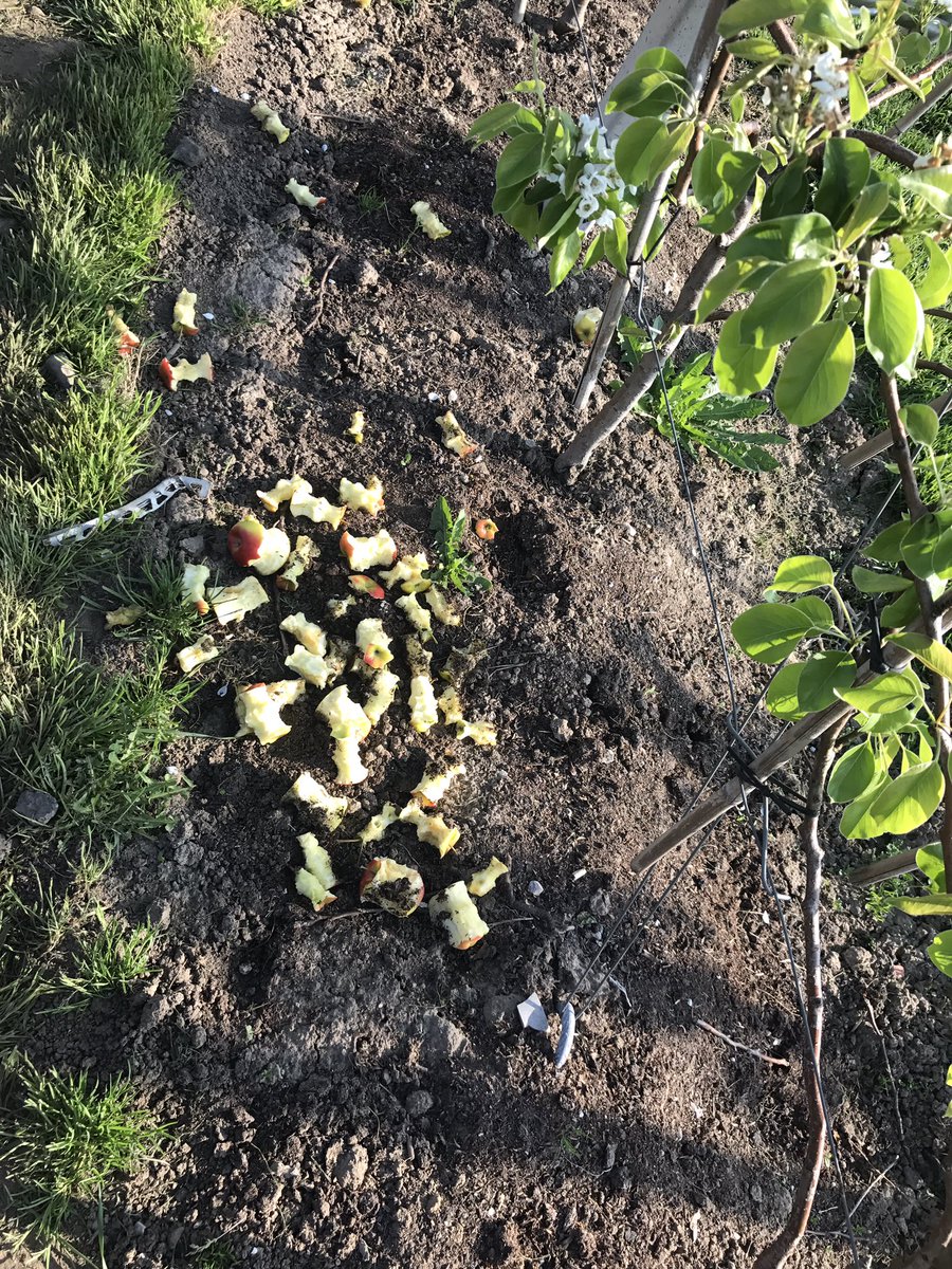 bvdveken's tweet photo. De resten van de appeltjes moeten ergens blijven hé .... we zijn nog maar net gestart.... de hoop zal tegen straks wel groten #bloesemtocht #geldermalsen #debelgendoenookmee #dehoopvergroten #appeltjevoordedorst https://t.co/VgF5JR9jzA