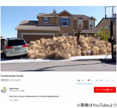 アメリカの風物詩？西部劇に出てくる丸い草が集まりすぎて自宅から出られなくなるｗｗ