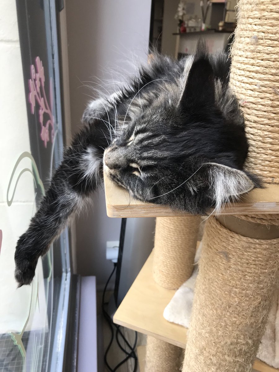 lamaison_delise's tweet photo. Trop cute petit Mimi 😻❤️#lamaisondelise #lamaisondelise_nantes #nantes #barachats #nekocafe #neko #chat #cat #mainecoon #dejeuner #bagel #detente #cocooning #théglacé #citronade #maison #rafraichissant https://t.co/Imk83ORnfX