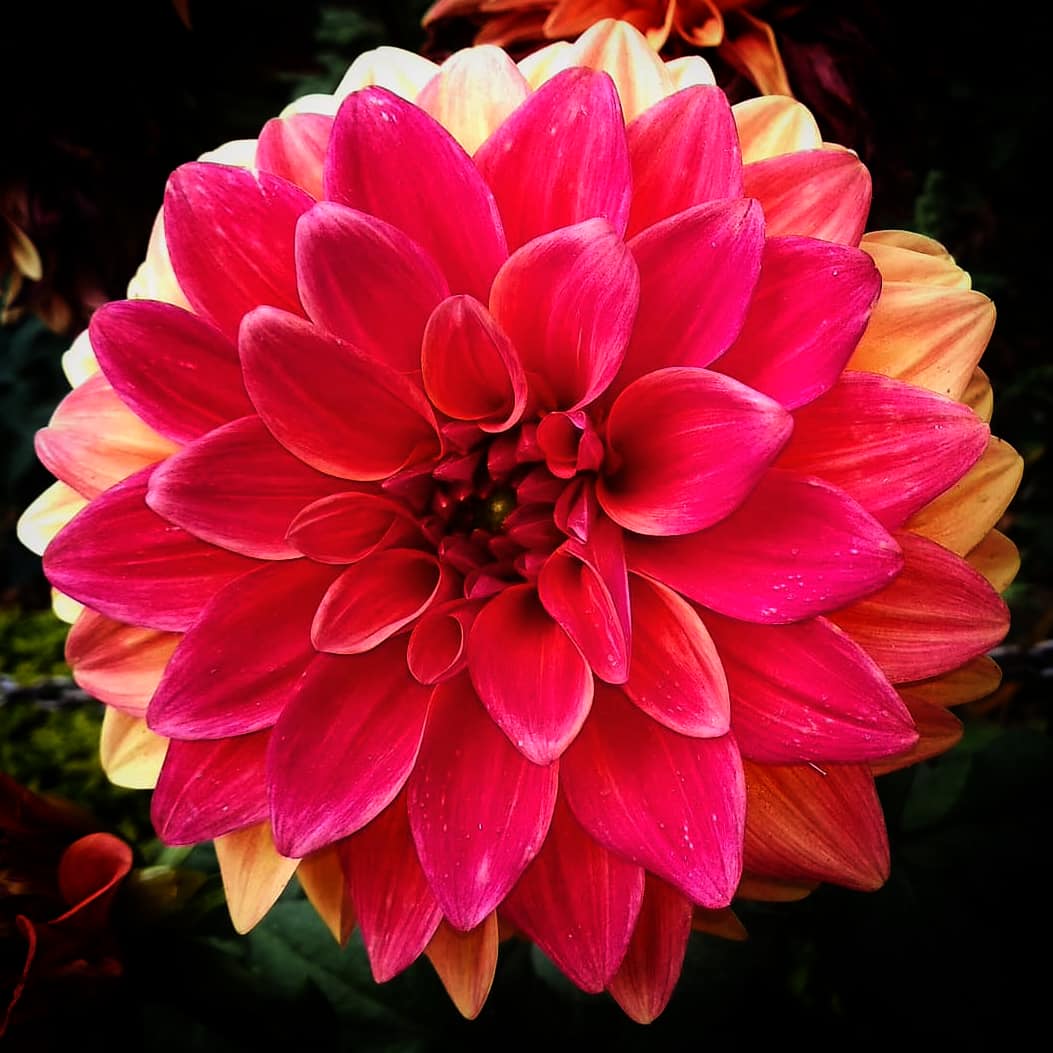 RY__Films's tweet photo. #ryphotography #ryclicks #ryfilms #nofilterneeded #nofilter #dslr #nofilters #photography #mobilephotography #mi #phono #phonography #miphoto #click #random #ramdompic #photooftheday #picoftheday #shot #flowers #photo #pic #wallpaper #videographer #rohityadav #rohityadavfilms https://t.co/r0tJaTM2KJ