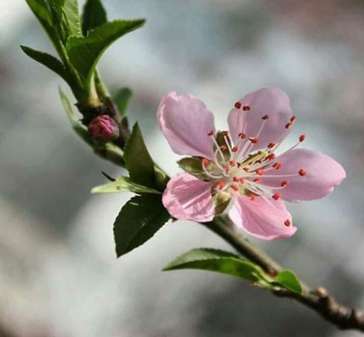8101514a3cbe48e's tweet photo. "Every flower is a soul blossoming in nature."
#soOopretty
ctto: https://t.co/JxZM5C0yDw