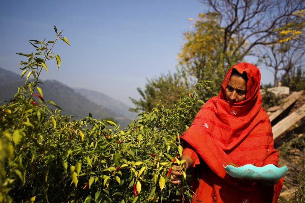 IFAD's tweet photo. Improving food security through better food production systems is at the heart of #IFAD’s work.

Find out how we combine our solid technical knowledge with investments in #nutrition- and #gender-sensitive agriculture https://t.co/HrmfSqwBPS https://t.co/VvPHqDrIMf