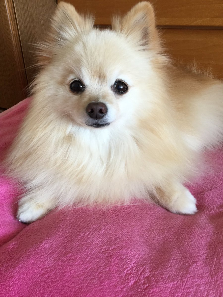 pomemarian's tweet photo. ハの字伏せ
からの
西日を浴びてモフ神に 笑

#ポメポメクラブ #モフ神 https://t.co/uzk2br4sso