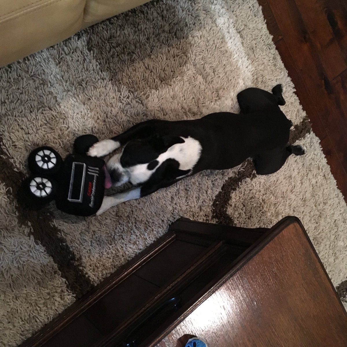 counselor4me's tweet image. Licking my toy. #cameratoy #bostonterrier