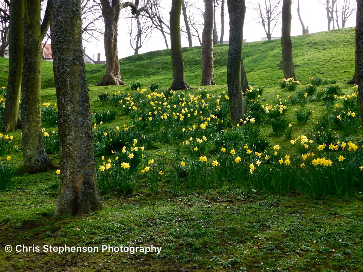 CSPhotoGB's tweet photo. Daffodils in full bloom at #Peasholmpark in #Scarborough. I thought the fact they were on a hill, and the slight shadow cast by the trees on the surrounding ground, made for a great photo! #Yorkshire #daffodils #spring @DiscoverCoast @ScarboroCouncil @PeasholmPark https://t.co/at8xK98QBD