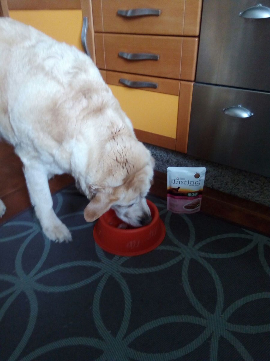 Canela está encantada con el proyecto de <a href="/trnd_es/">trnd España</a> y <a href="/Affinitypetcare/">Affinity Petcare</a> #AlimentaSuInstinto