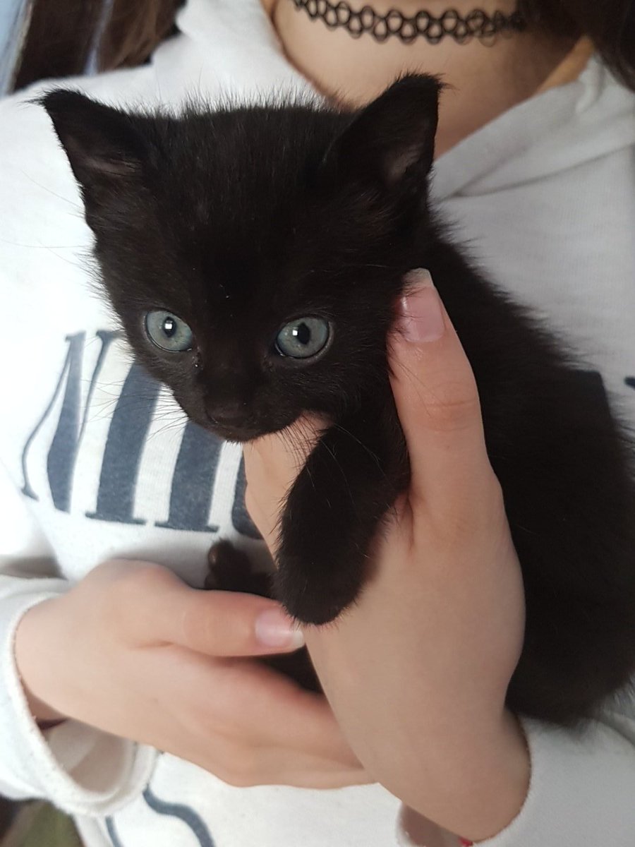 chlyonix's tweet photo. ¿Alguien quiere una gatita?
Es negra chocolate, es super cariñosa y necesita un hogar sino puede acabar revoleada en la calle como nos la encontramos que alguien había abandonado a varias crías. Todas tienen ya un hogar menos esta preciosura.

PUERTO DE SANTA MARÍA, CÁDIZ. https://t.co/DjVksDANZO