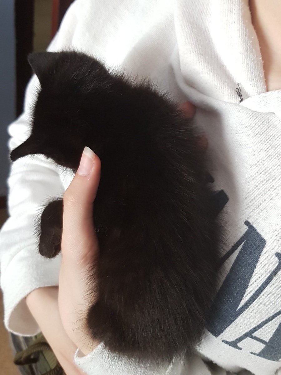 chlyonix's tweet photo. ¿Alguien quiere una gatita?
Es negra chocolate, es super cariñosa y necesita un hogar sino puede acabar revoleada en la calle como nos la encontramos que alguien había abandonado a varias crías. Todas tienen ya un hogar menos esta preciosura.

PUERTO DE SANTA MARÍA, CÁDIZ. https://t.co/DjVksDANZO