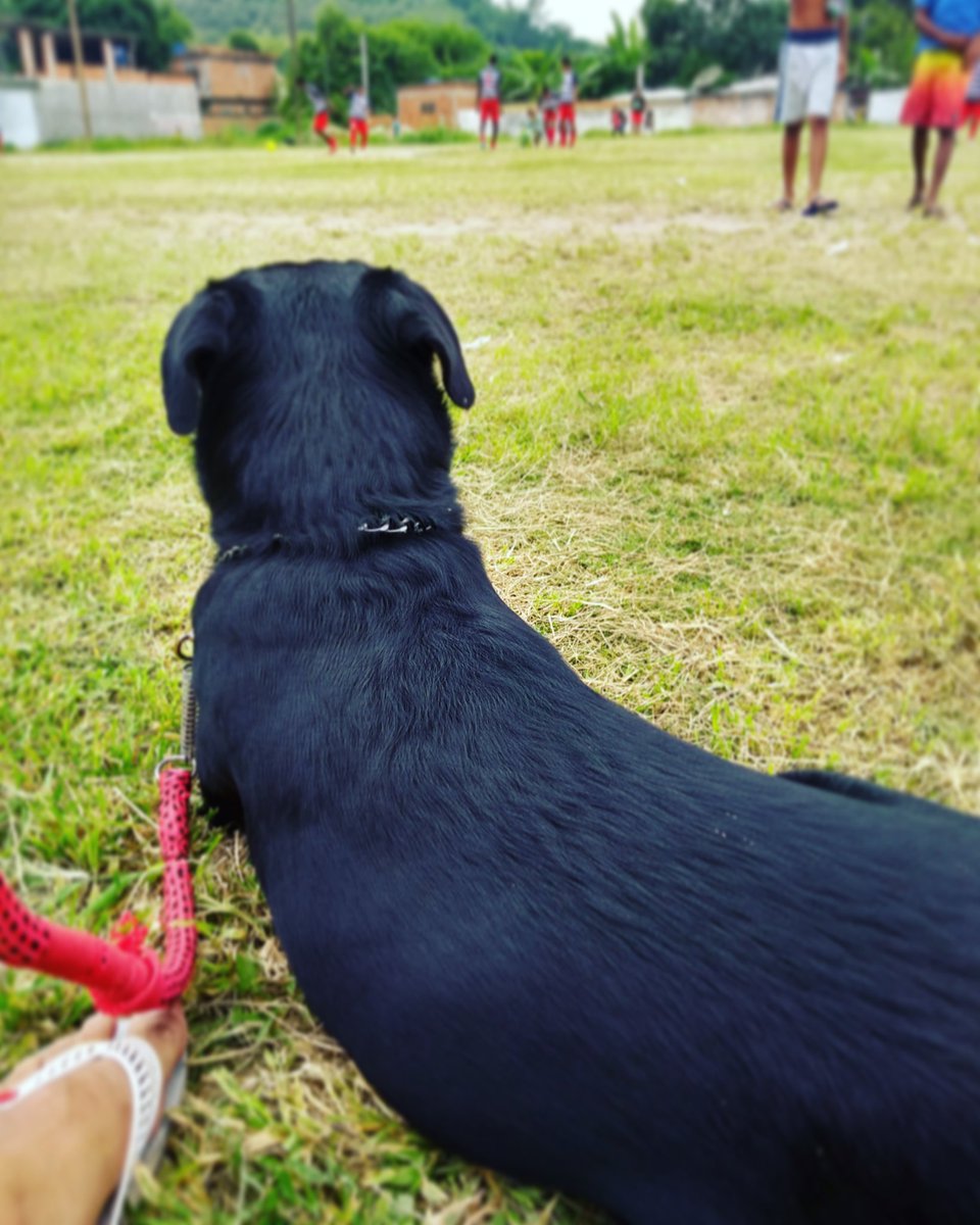 PtkWallace's tweet photo. Atenção total no jogo da molecada ⚽🐕❤️#Hulk #rottpuppy #rottweiler #rottlife #rottlove https://t.co/IEjUlFYSxF