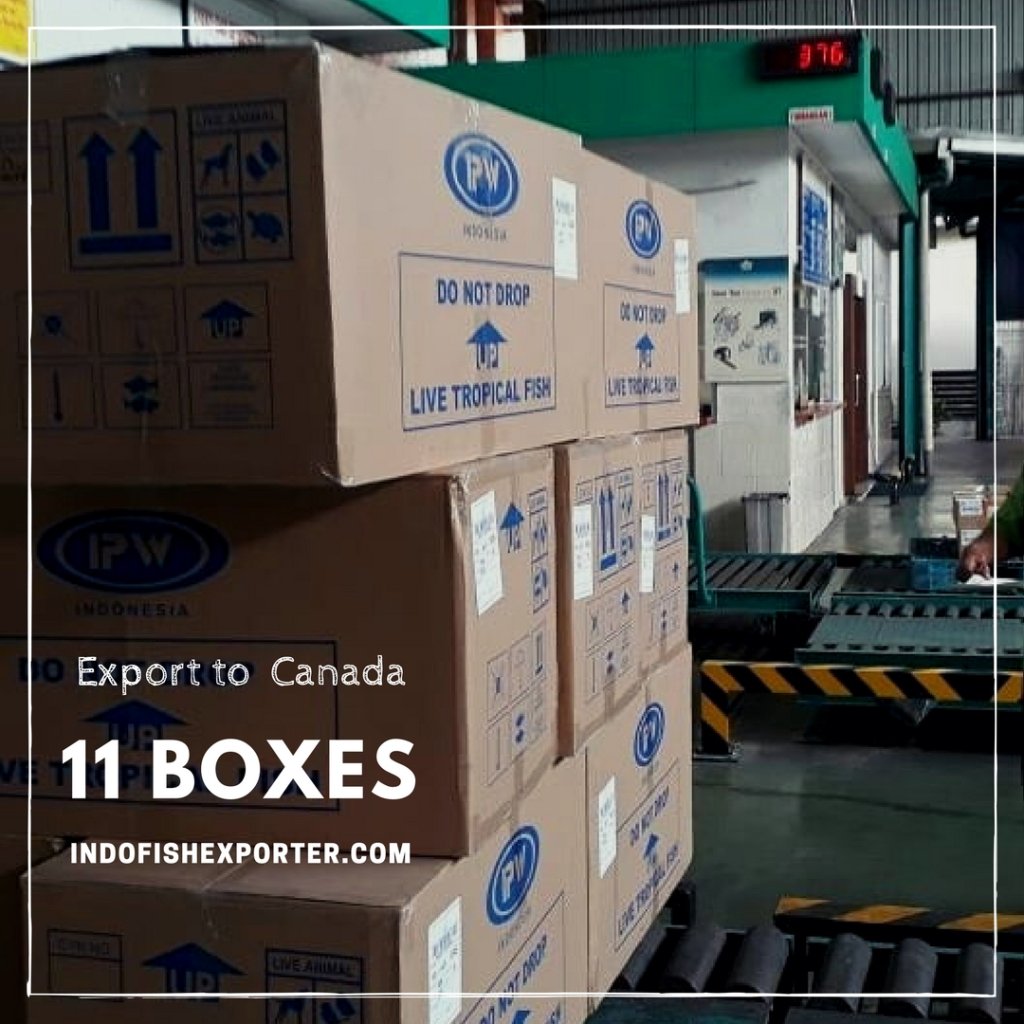 fish_exporter's tweet photo. Export 11 Boxes to Canada https://t.co/10jyQLtpJ2 https://t.co/LiiPM5p2vO