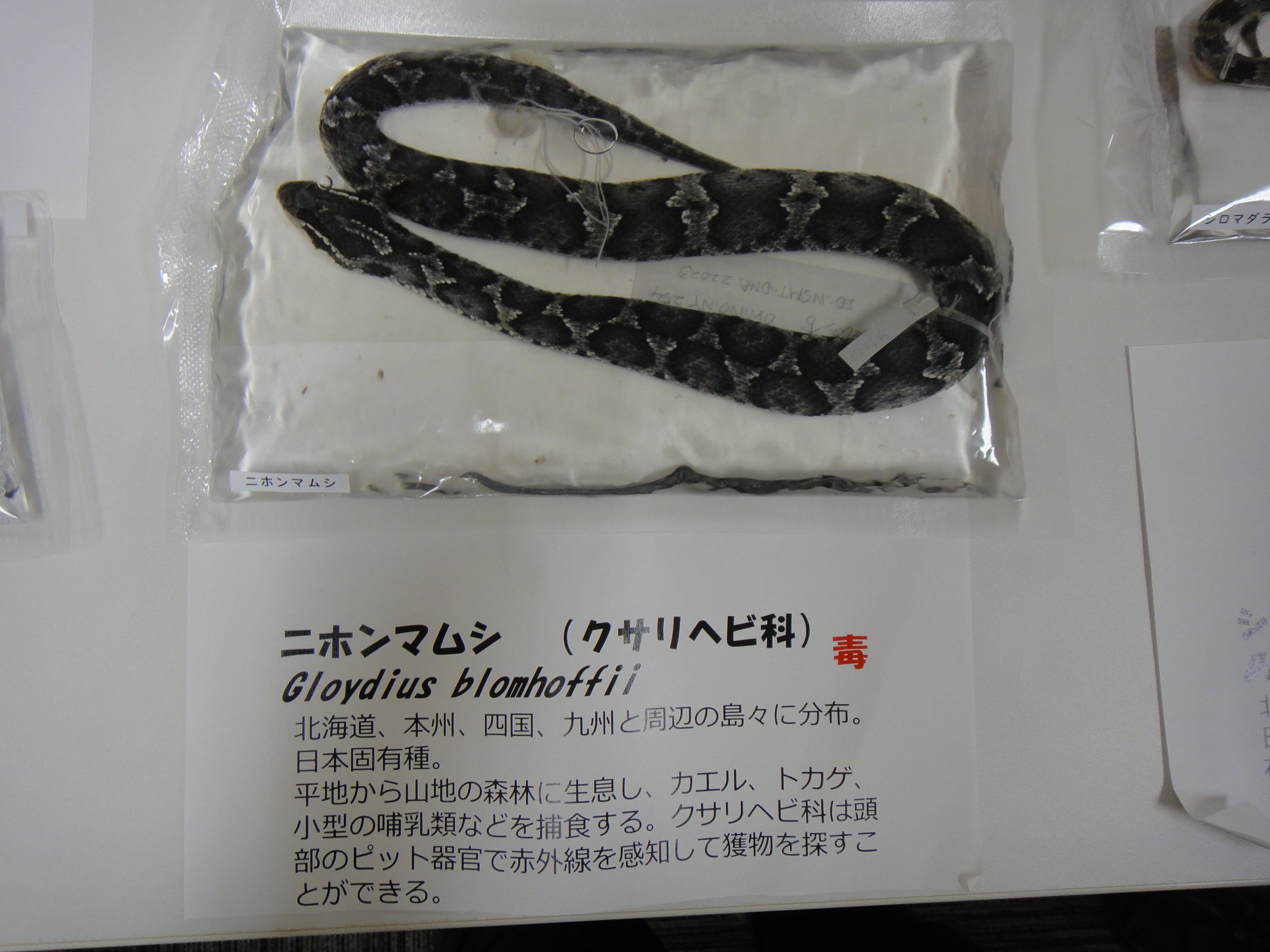 木登りヤギ@ 我らの耳はちくわ、目は節穴でできている on Twitter